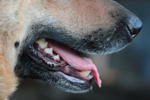 austin dog bite lawyers